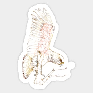 Mr Kea, New Zealand native bird Sticker